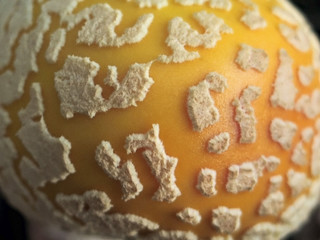 fungus close-up