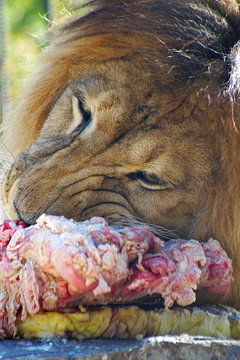 Lion Eating Meat