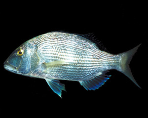 seabream