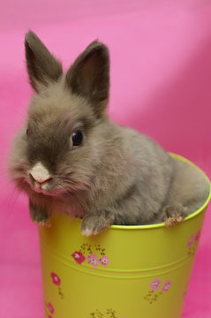 dwarf bunny in a yellow-green basket on pink backg
