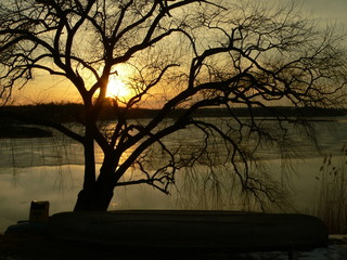 sunset behind the tree