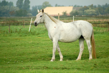 Fototapeta na wymiar biały koń na pastwisku