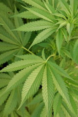 Fototapeta na wymiar cannabis 1