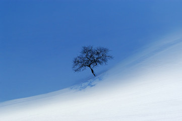 lonely apple tree in snowy landscape