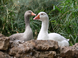 ducks