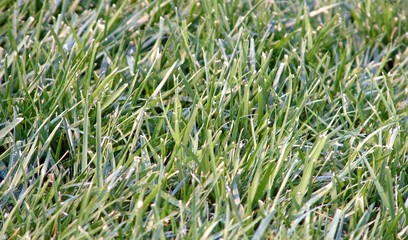 grass,