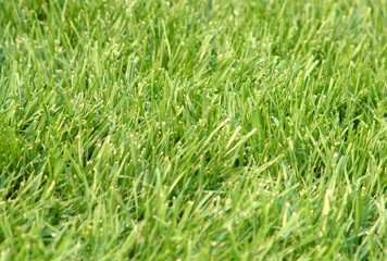 lawn,grass