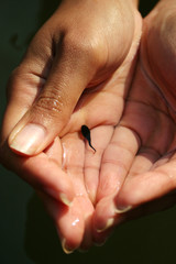 tadpole in hand © Jose Gil
