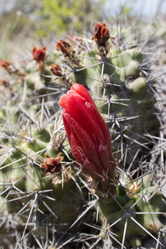 desert red