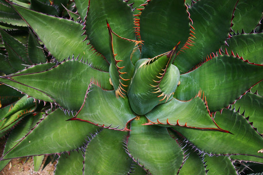 sharp aloe