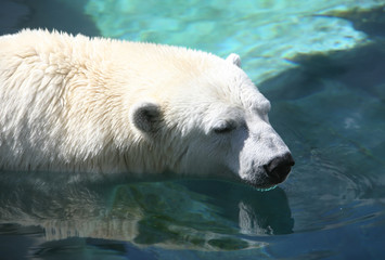 polar bear
