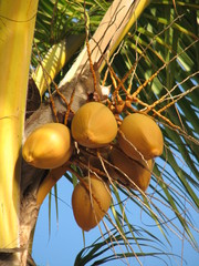 cocos jaunes