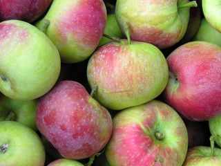 red &green early apples
