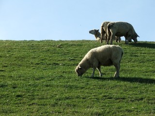 sheeps 4
