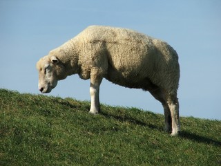 Obraz na płótnie Canvas sheeps 2