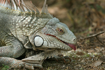 iguana showing a tongue