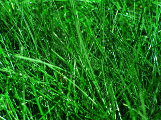 herbe verte