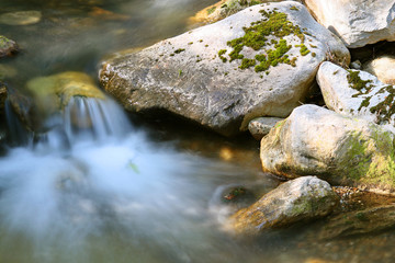 brook in the forest