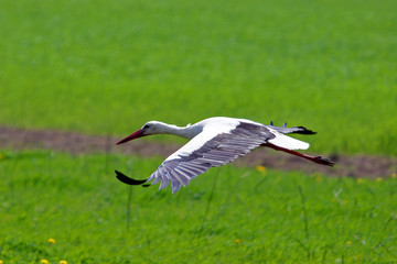 white stork