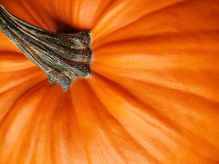 close-up of orange halloween pumpkin with green stalk - obrazy, fototapety, plakaty