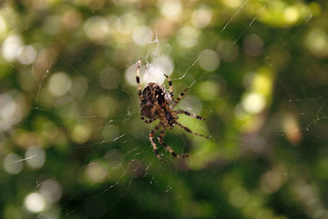 spider in its web