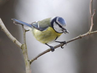 mesange charbonniere