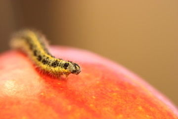 caterpillar and peach