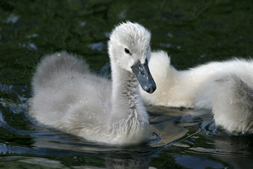 bébé cygne