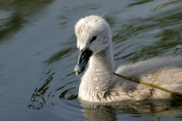 bébé cygne