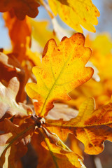 warm oak leaves
