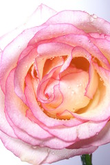 Obraz na płótnie Canvas a pink rose against a white background