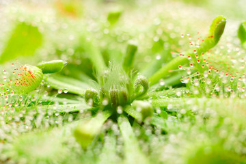 sundew - drosera capillaris