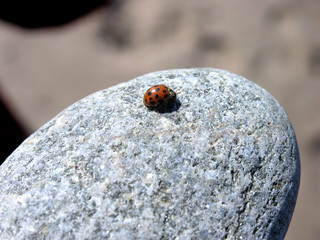 lady bug