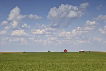 Fototapete Route 66 soybean field with red barns  © Jerome Gennaria