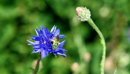 green bee