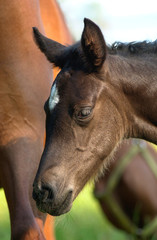 young foal