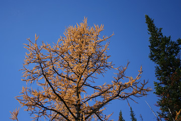larch tree in autumn canadian rockies