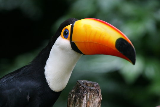 tucan up close with blurred background