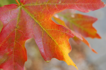 Fototapeta na wymiar fall leaf