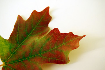 Naklejka na ściany i meble fall leaf
