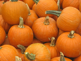 freshly picked pumpkins 2