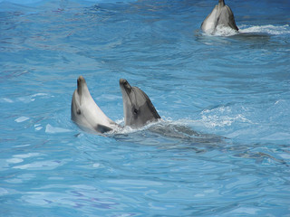 dolphins dance
