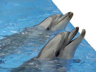 Naklejka premium pair dolphins. isolated