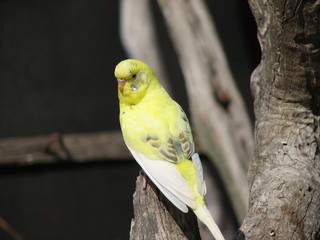 yellow parrot