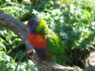 rainbow lorikeet