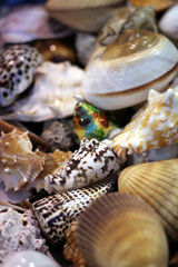 seashells