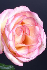 a pink rose against a black background