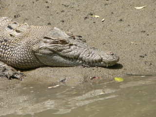 crocodile