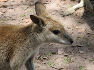swamp wallaby