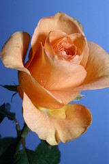 a yellow rose against a blue background